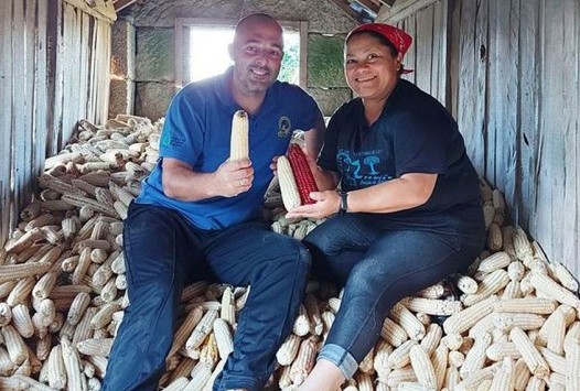 Manufacture of corn flour in Galicia in the style of the Mayas and Aztecs